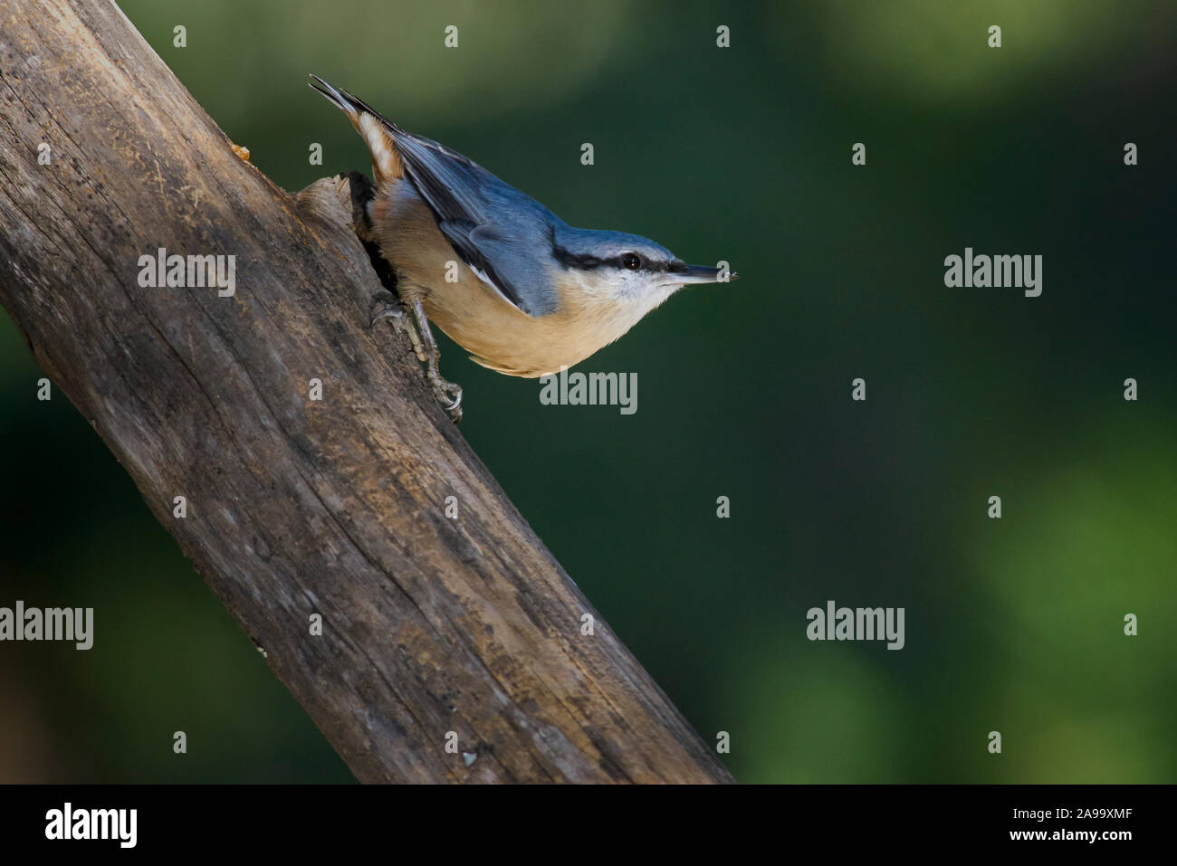 Climber di blu (Sitta europaea) passerine della famiglia Sittidae. Malaga. Spagna Foto Stock