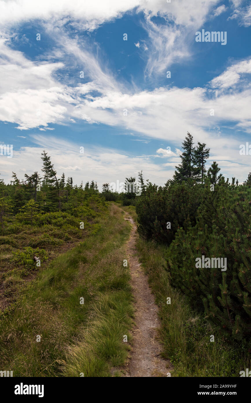 Sentiero escursionistico con piccoli abeti intorno vicino Lysecinska hora hill nelle montagne di Krkonose sul ceco-frontiere polacche Foto Stock