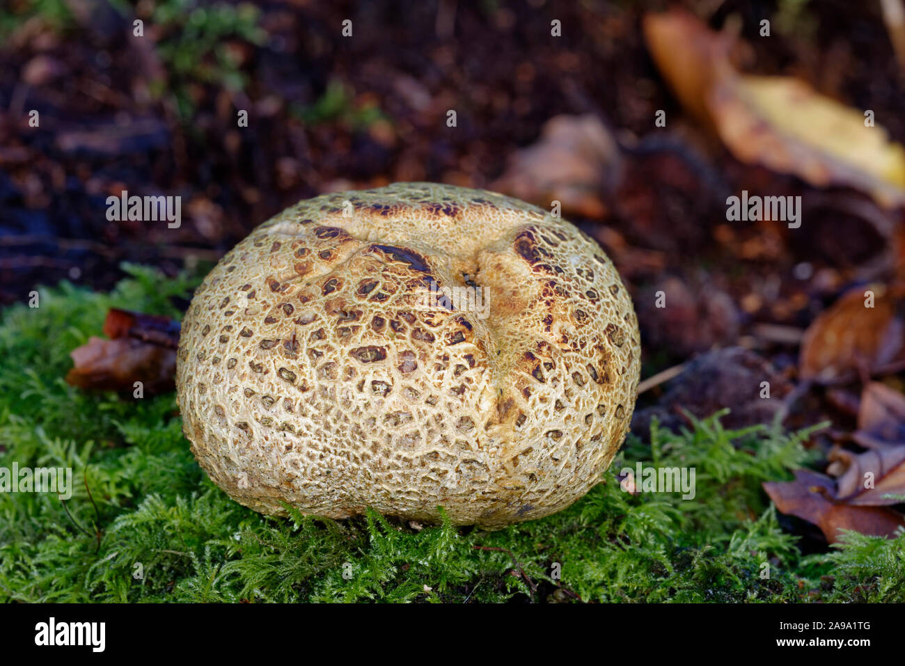 Earthball comune - Seleroderma citrinum un comune funghi di bosco Foto Stock