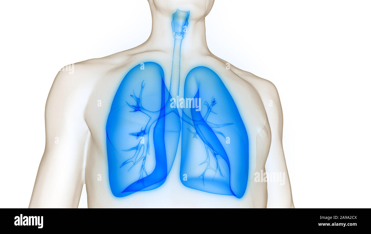 Respiratorio umano anatomia del sistema Foto Stock