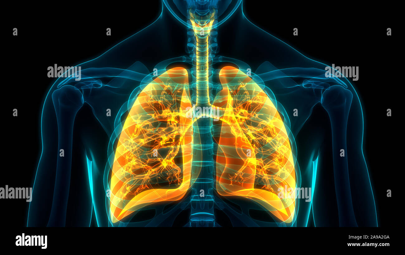 Respiratorio umano anatomia del sistema Foto Stock