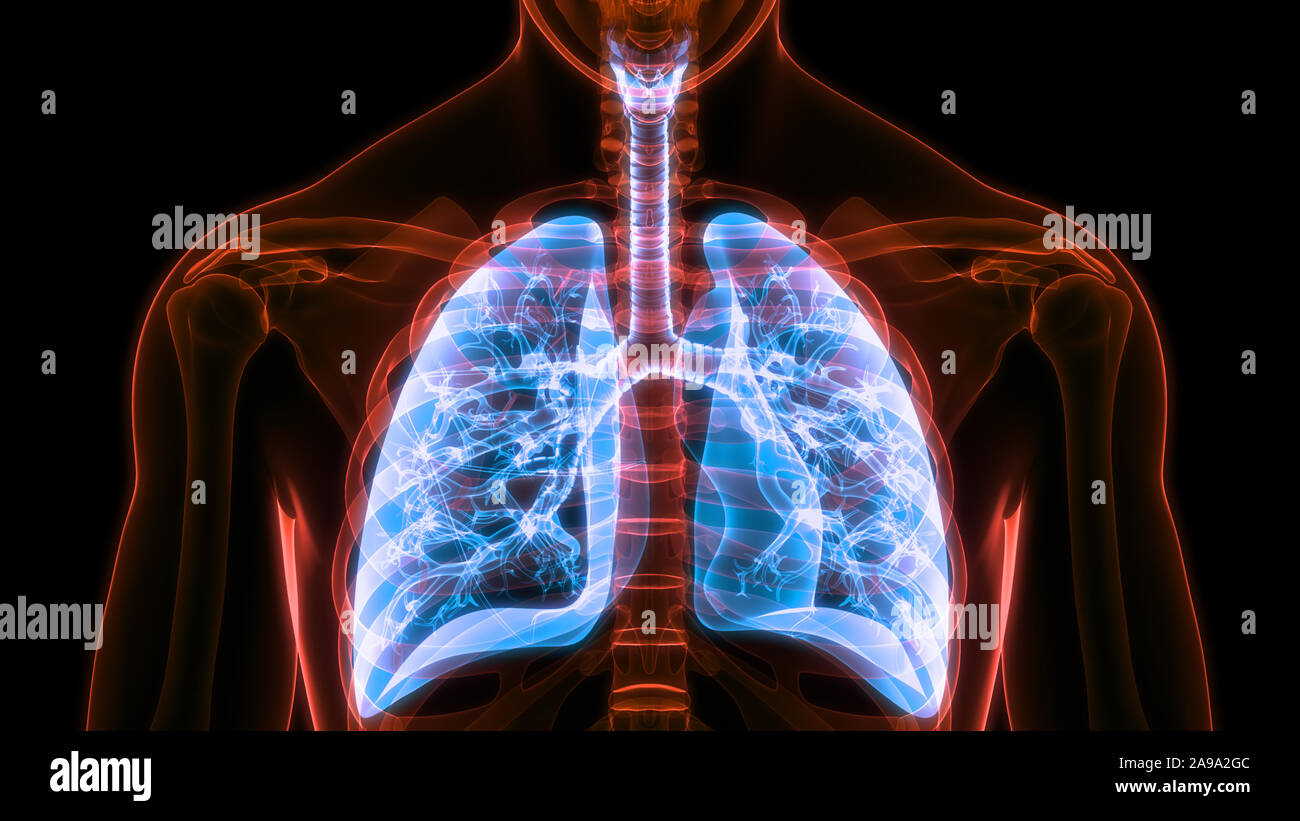 Respiratorio umano anatomia del sistema Foto Stock