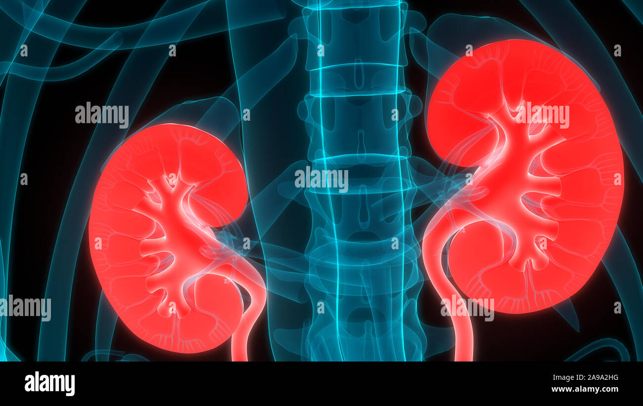 Umano Sistema urinario reni anatomia Foto Stock