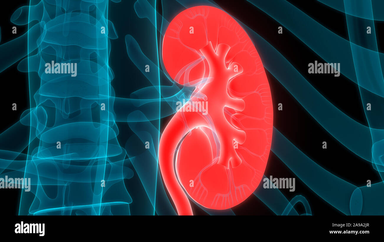 Umano Sistema urinario reni anatomia Foto Stock
