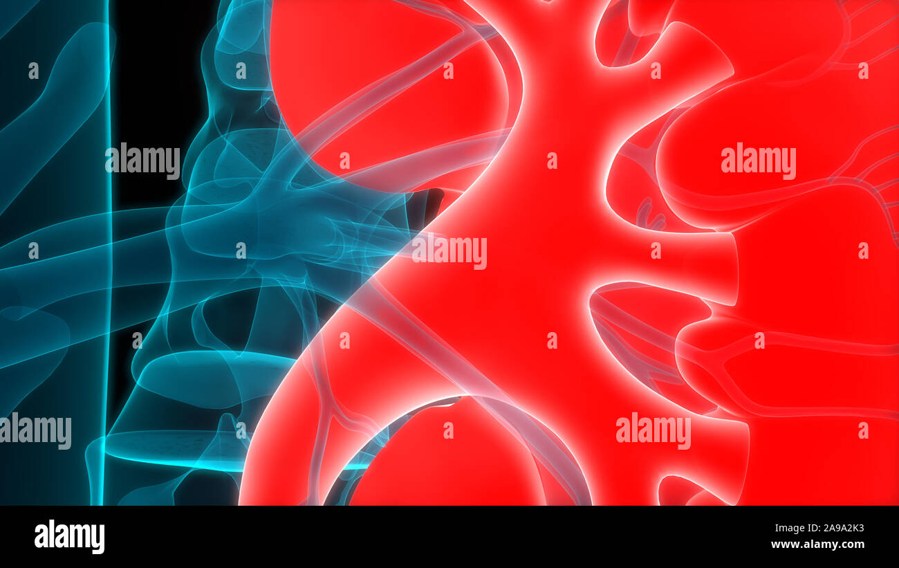 Umano Sistema urinario reni anatomia Foto Stock
