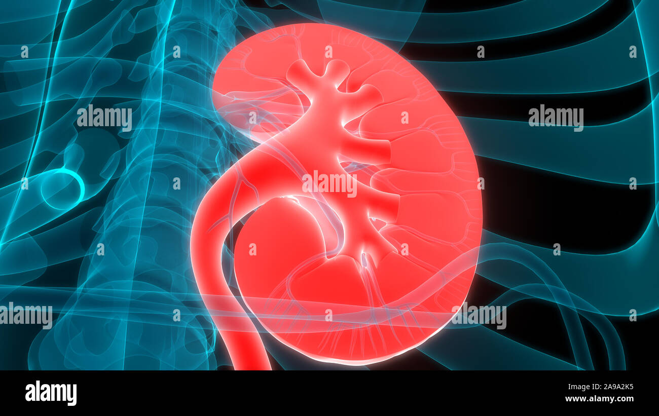 Umano Sistema urinario reni anatomia Foto Stock