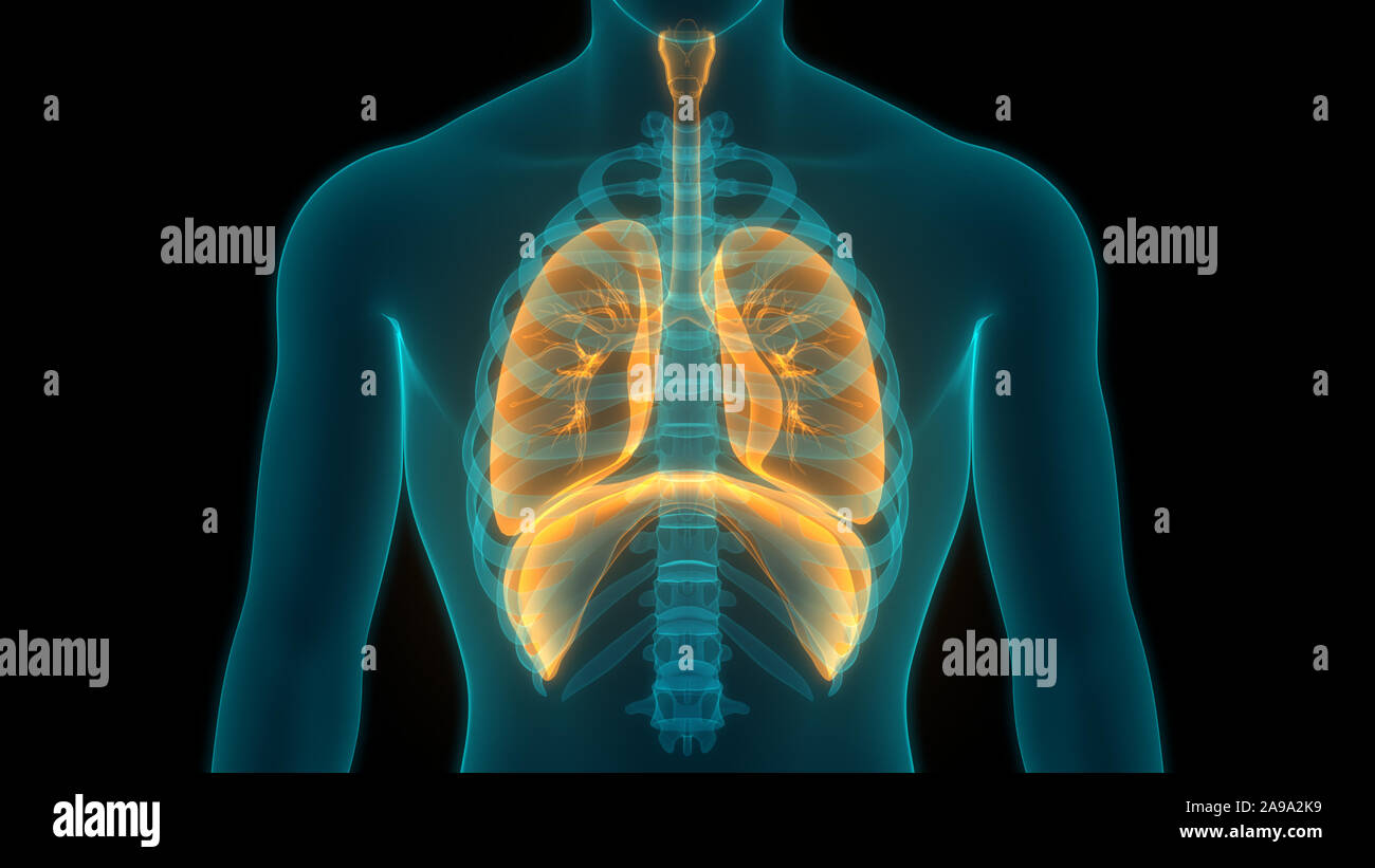Respiratorio umano anatomia del sistema Foto Stock