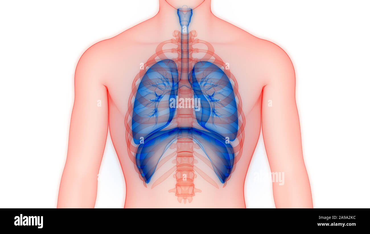 Respiratorio umano anatomia del sistema Foto Stock