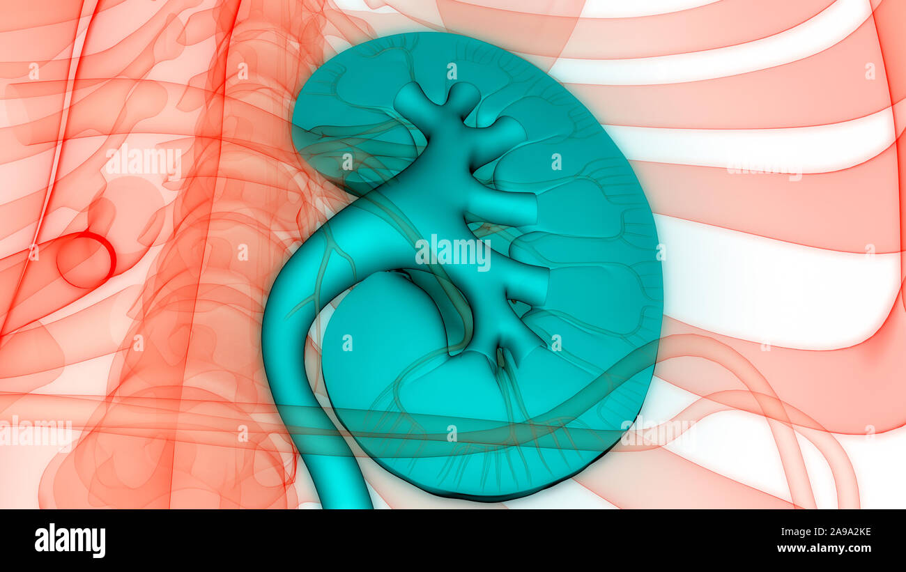 Umano Sistema urinario reni anatomia Foto Stock