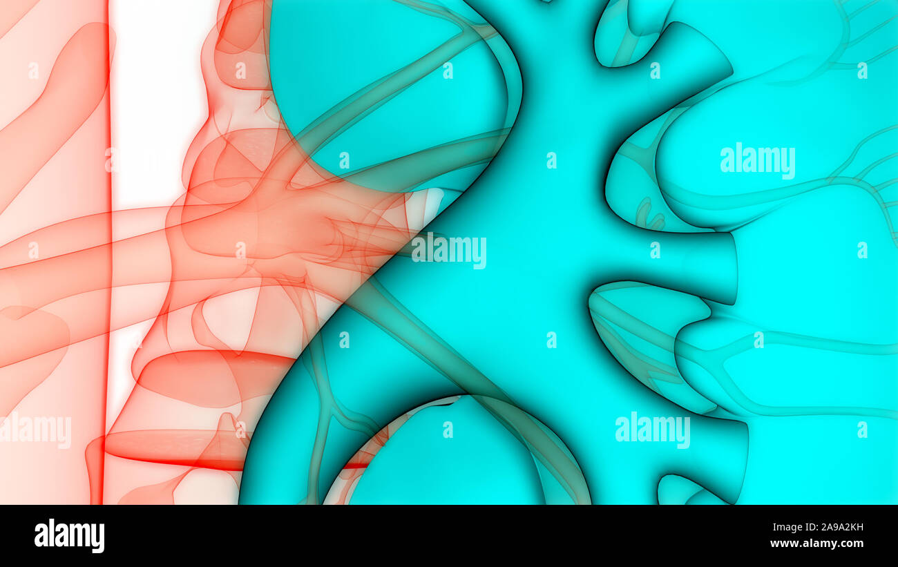 Umano Sistema urinario reni anatomia Foto Stock