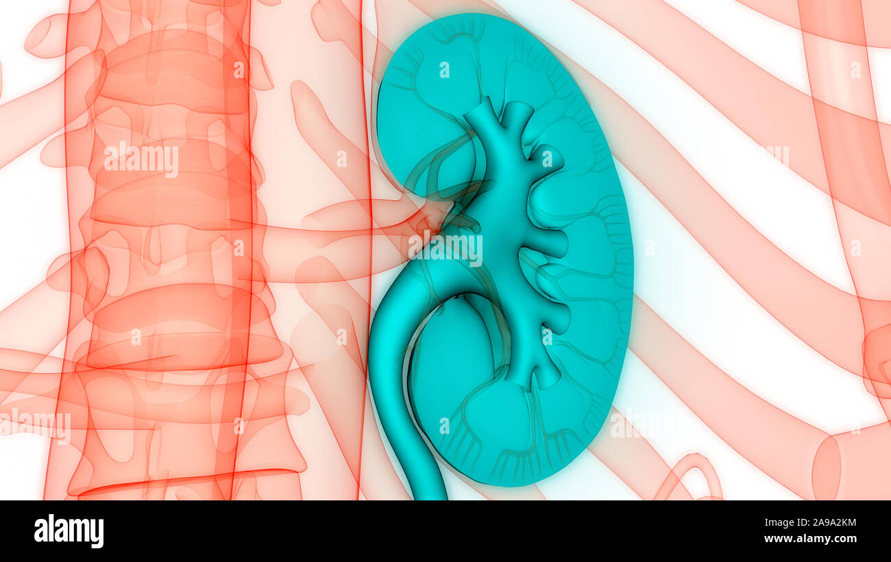 Umano Sistema urinario reni anatomia Foto Stock