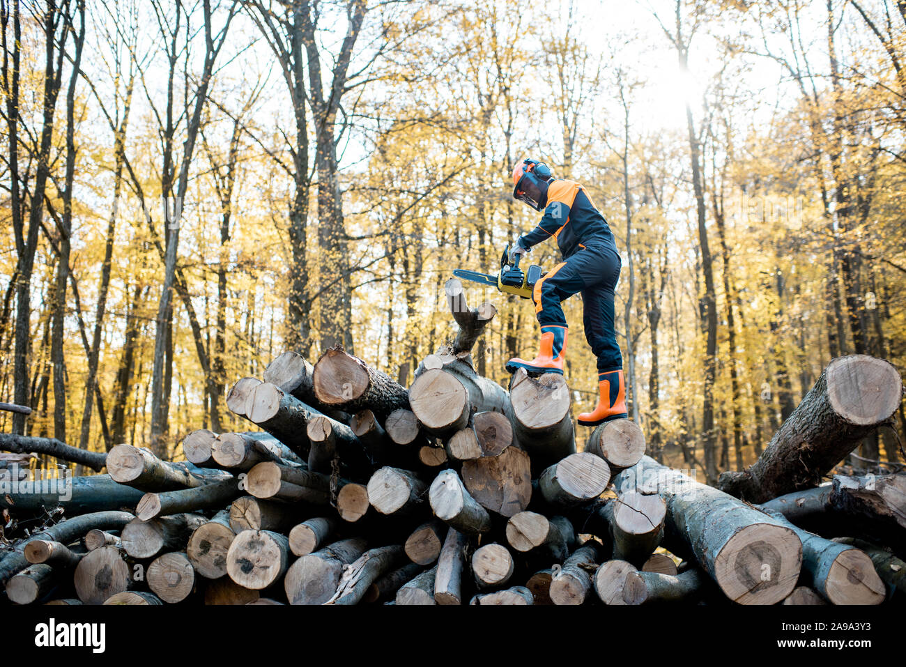 Lumberjack professionale in indumenti da lavoro protettiva lavora con una motosega su una pila di ligs nella foresta Foto Stock