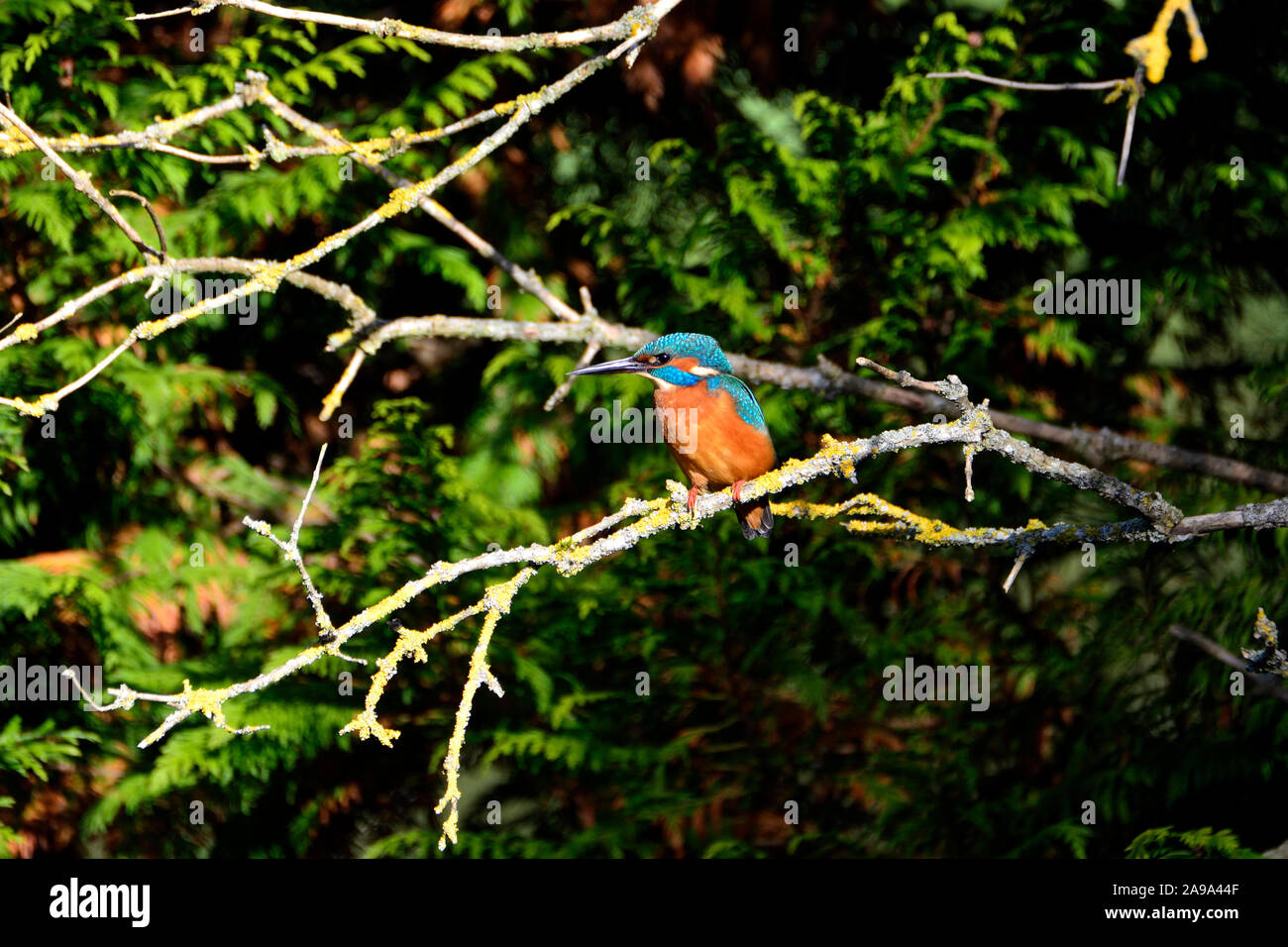 Kingfisher (Alcedo atthis) maschio - Kent (allentati Village, vicino a Maidstone) REGNO UNITO. Novembre Foto Stock