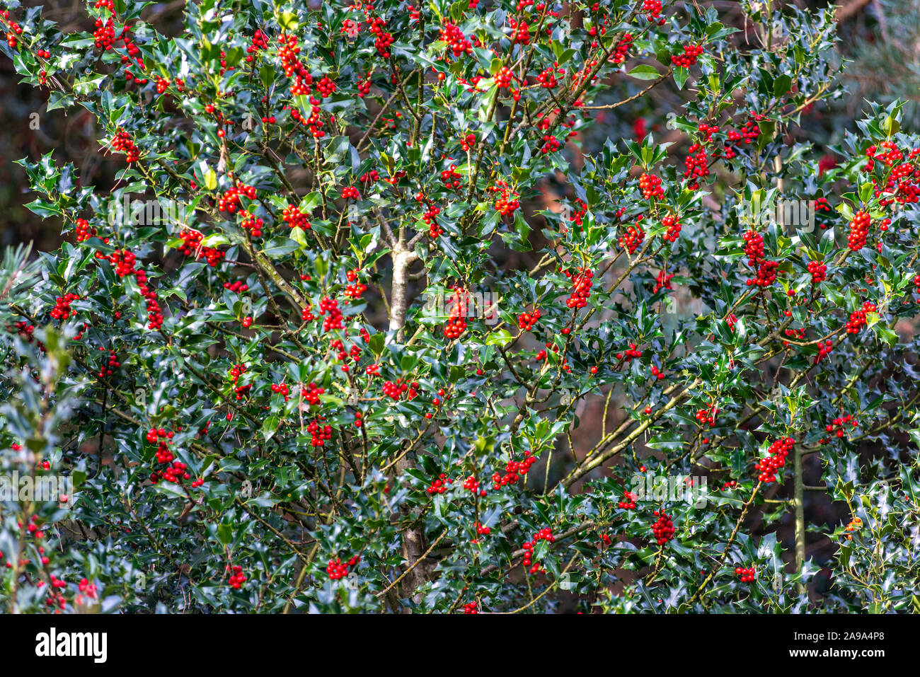 Evergreen Ilex aquifolium holly bush laden con bacche rosse in novembre Foto Stock