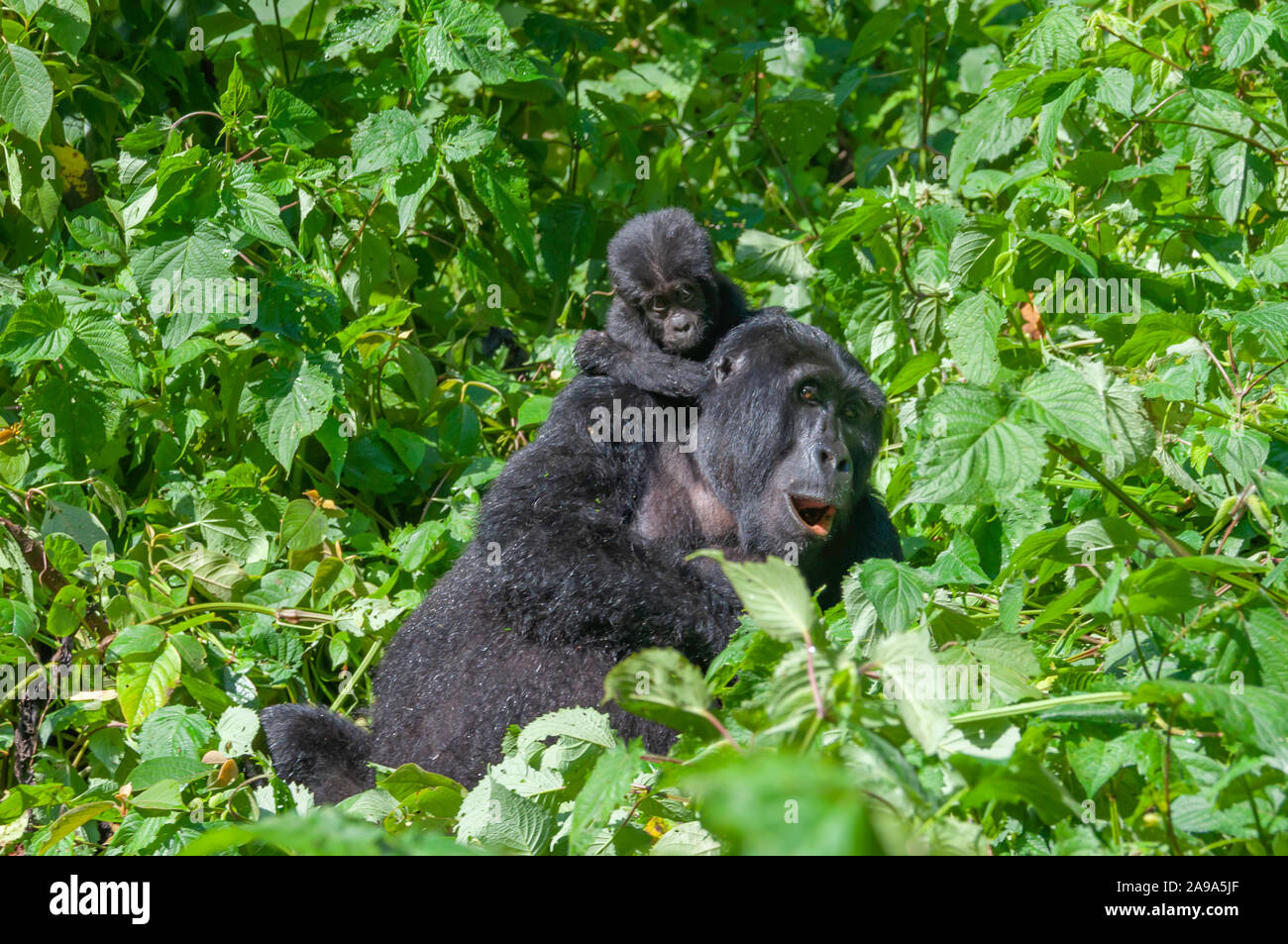 Ritratto di un giovane gorilla di montagna baby sitter sul dorso della madre Foto Stock