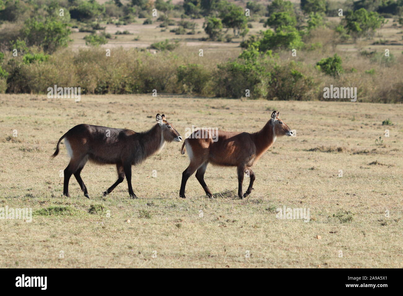 Waterbucks nella savana africana. Foto Stock