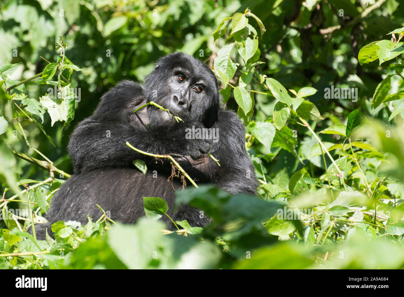 Ritratto di una femmina di gorilla di montagna seduto nel verde del Parco nazionale Vulcani delle Hawaii Foto Stock