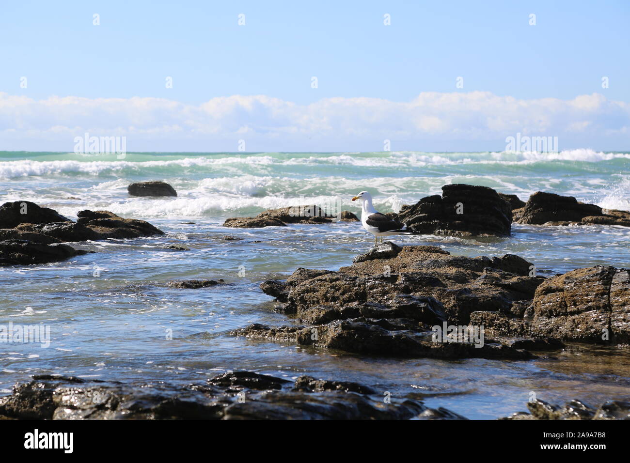 Cape gabbiano sulla roccia fuori costa di Jeffrey's Bay in Sud Africa Foto Stock