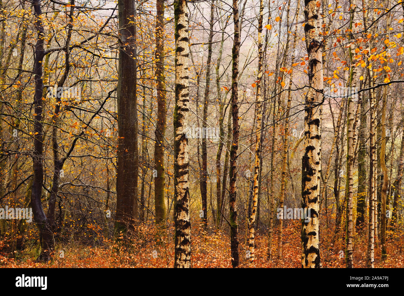 La betulla e il faggio nel bosco in autunno dopo la pioggia, Lake District, England, Regno Unito Foto Stock