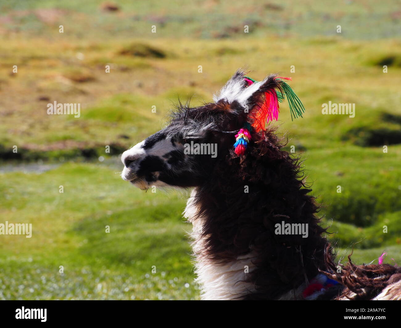 Llama nelle Highlands di Atacama in Cile - dettaglio della testa e del collo e con la colorata lana decorazione del proprietario Foto Stock