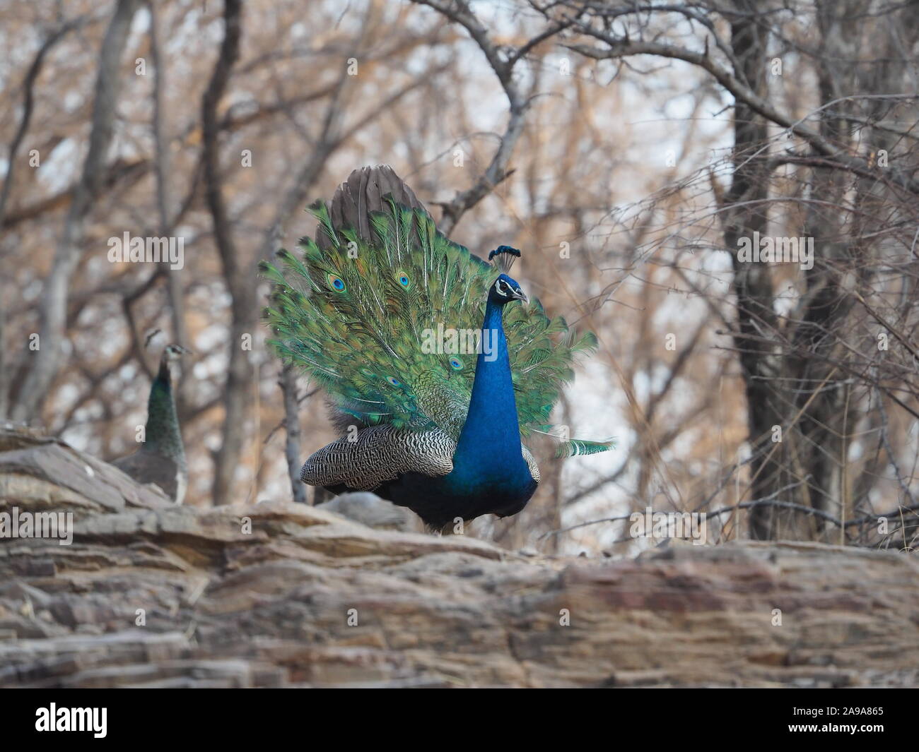 Peacock visualizzazione con peahen in background. Ranthambore India Foto Stock