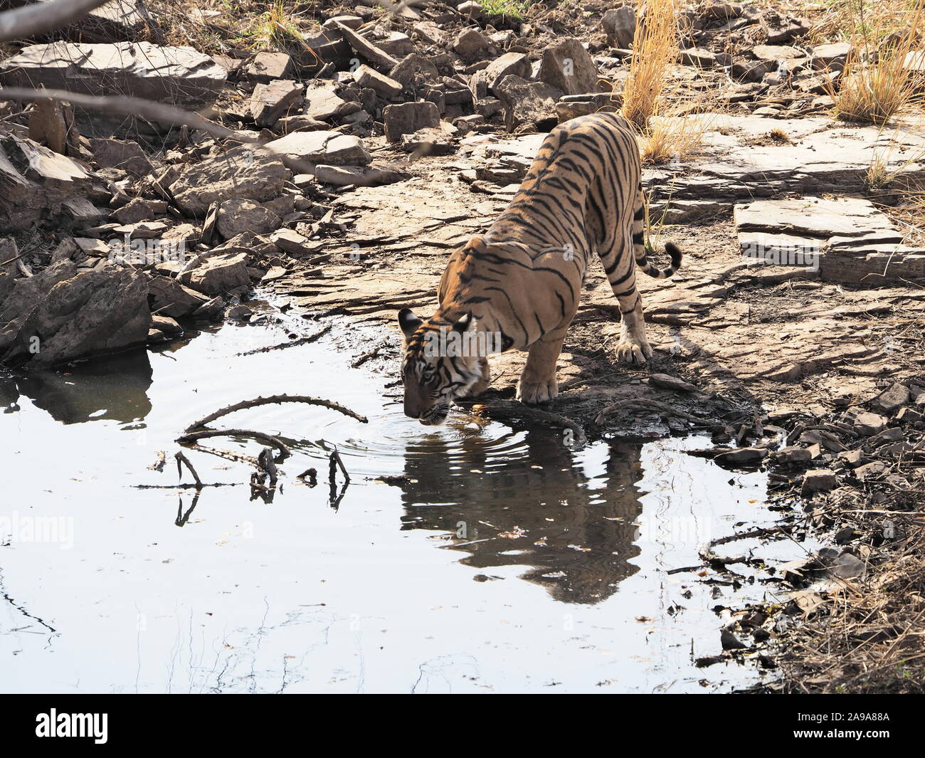Tiger bevendo al foro per l'acqua con la riflessione, accovacciato, di fronte alla fotocamera con grandi muscoli di spalla che mostra. Ramthambore India Foto Stock Tiger bevendo al foro per l'acqua con la riflessione, accovacciato, di fronte alla fotocamera con grandi muscoli di spalla che mostra. Ramthambore India Foto Stock