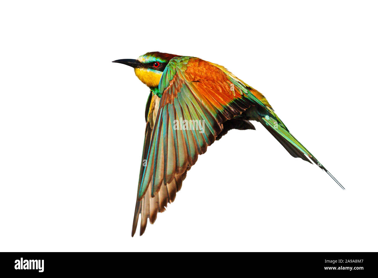 Esotici uccelli colorati in volo su uno sfondo bianco, uccelli selvatici Foto Stock