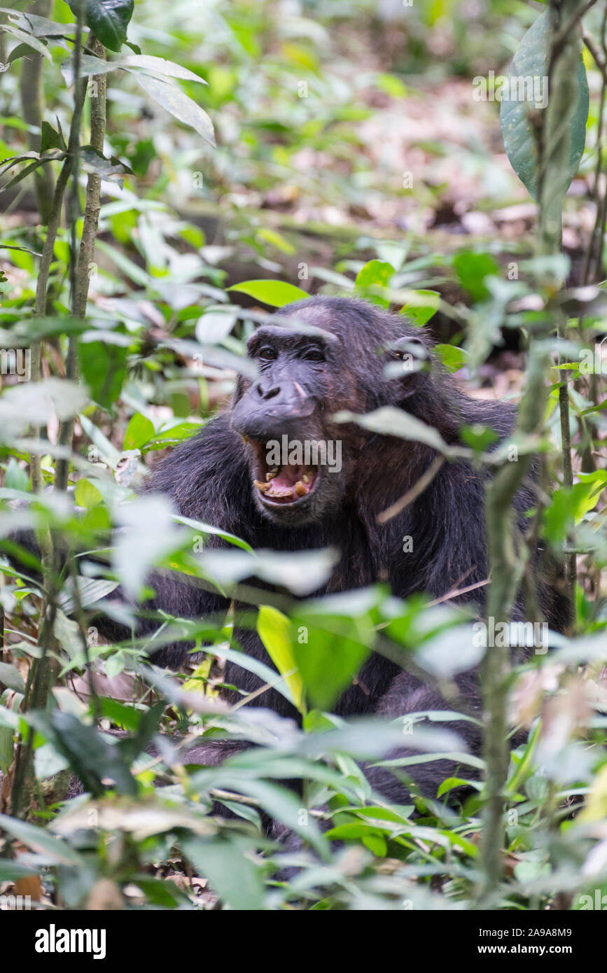 Ritratto di un urlando scimpanzé nella foresta di Kibale Foto Stock