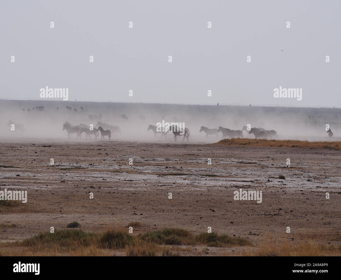 Colpo lungo di Zebra silouetted contro la polvere a Ongava in Namibia - atmosferico e impostazione della scena Foto Stock