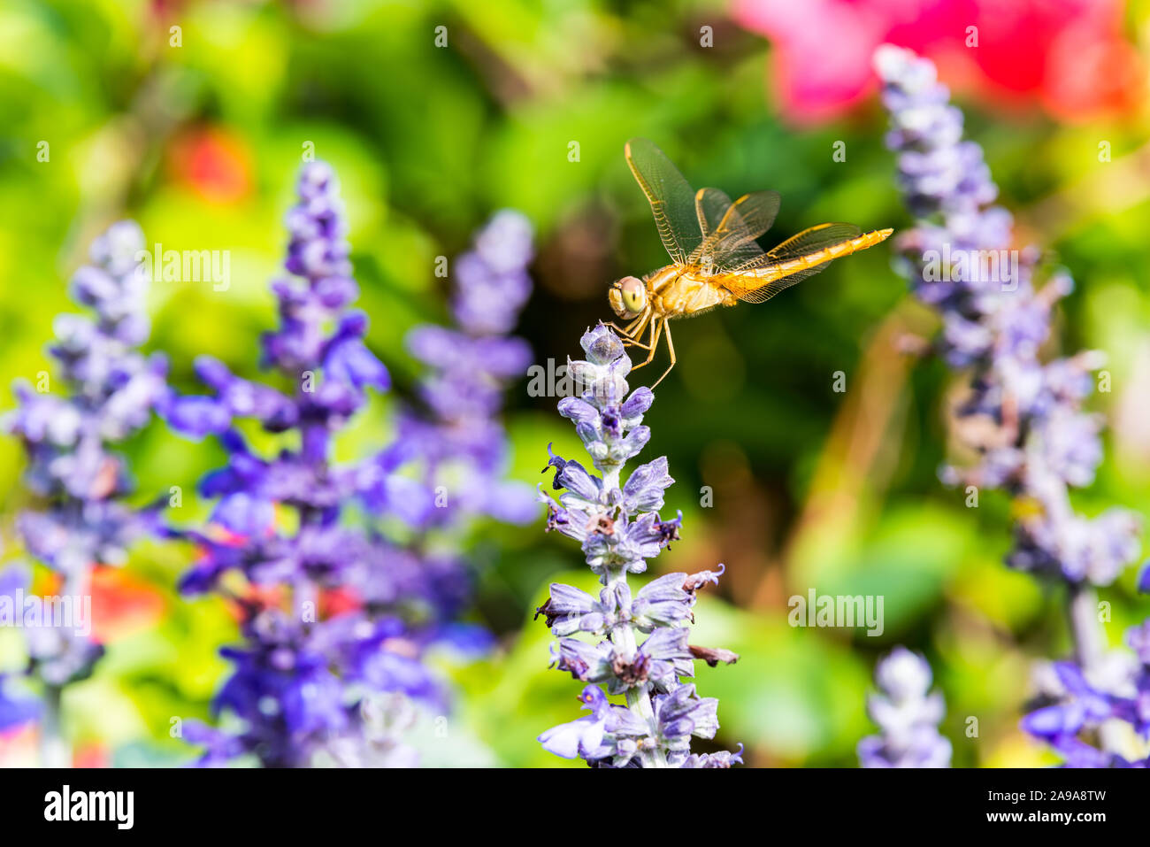 Una libellula marrone si appollaia sulla sommità del blue sage salvia fiori nel parco di Shenzhen, Cina. Foto Stock