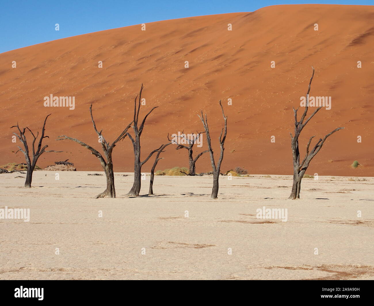 Deadvlei Sossusvlei Namibia alberi scuro contro la red dune di sabbia, cielo blu e sabbia Foto Stock