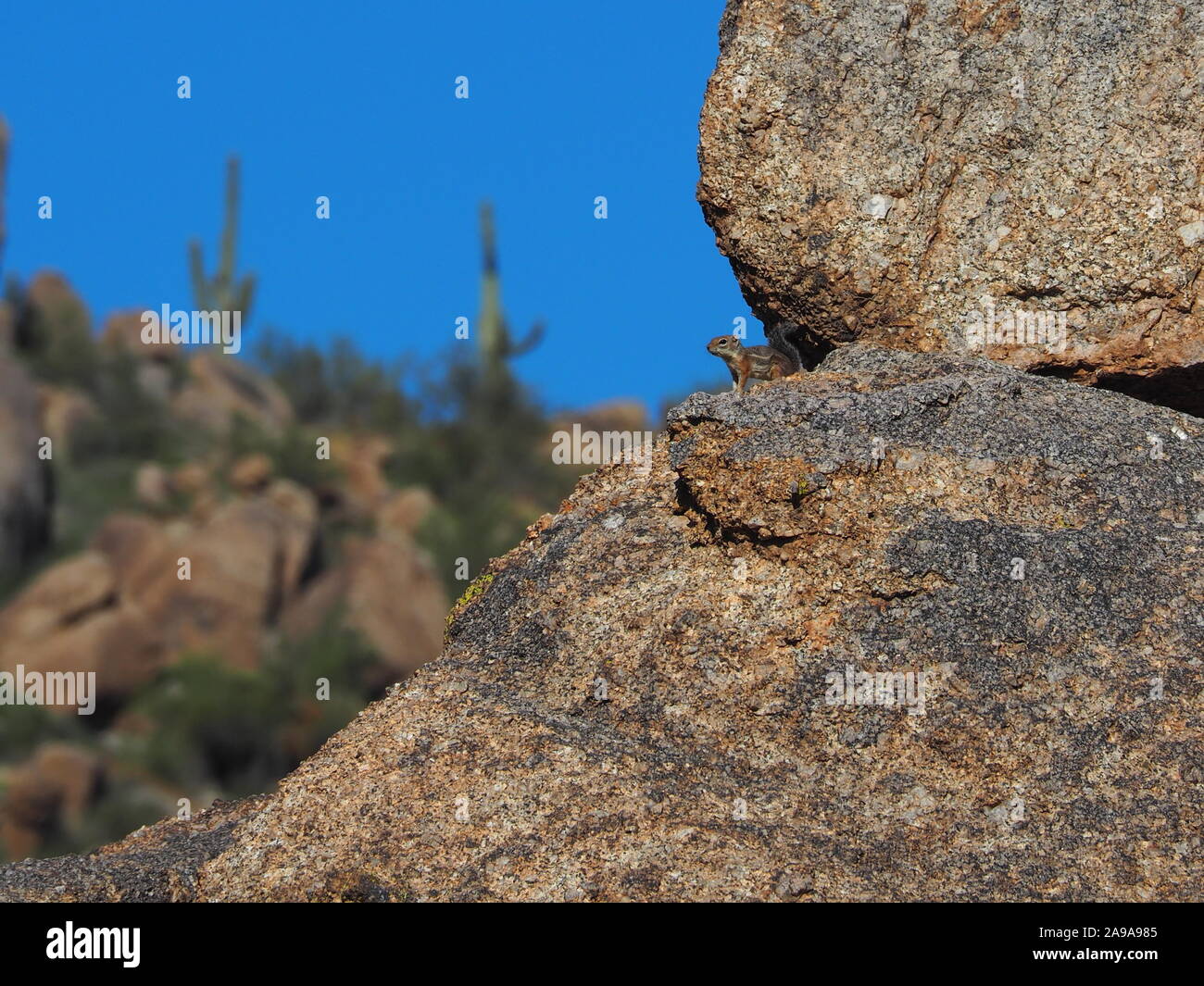 Harris's Antelope Squirrel mantenendo belvedere nel Deserto di Sonora, Scottsdale, Arizona Foto Stock