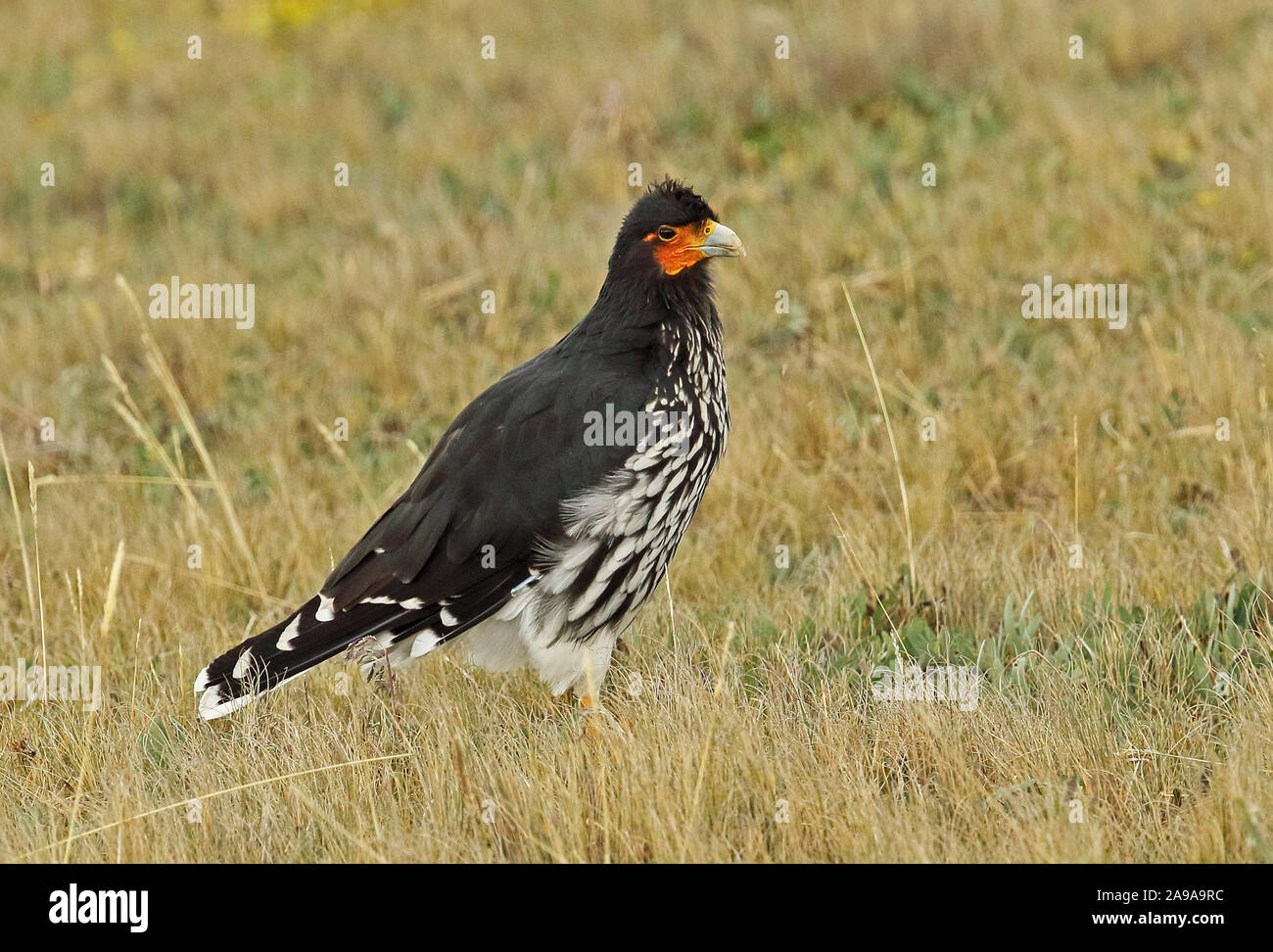 Caracara Carunculated (Phalcoboenus carunculatus) adulto permanente sulla prateria Antisana Riserva Ecologica, Ecuador Febbraio Foto Stock