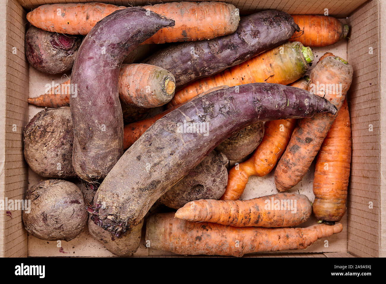 Agriturismo il raccolto, fresche, unwashed, sporca e verdure, carote e barbabietole in una scatola di cartone. Vegetariano o Vegano sano organico alimenti vegetali. Foto Stock