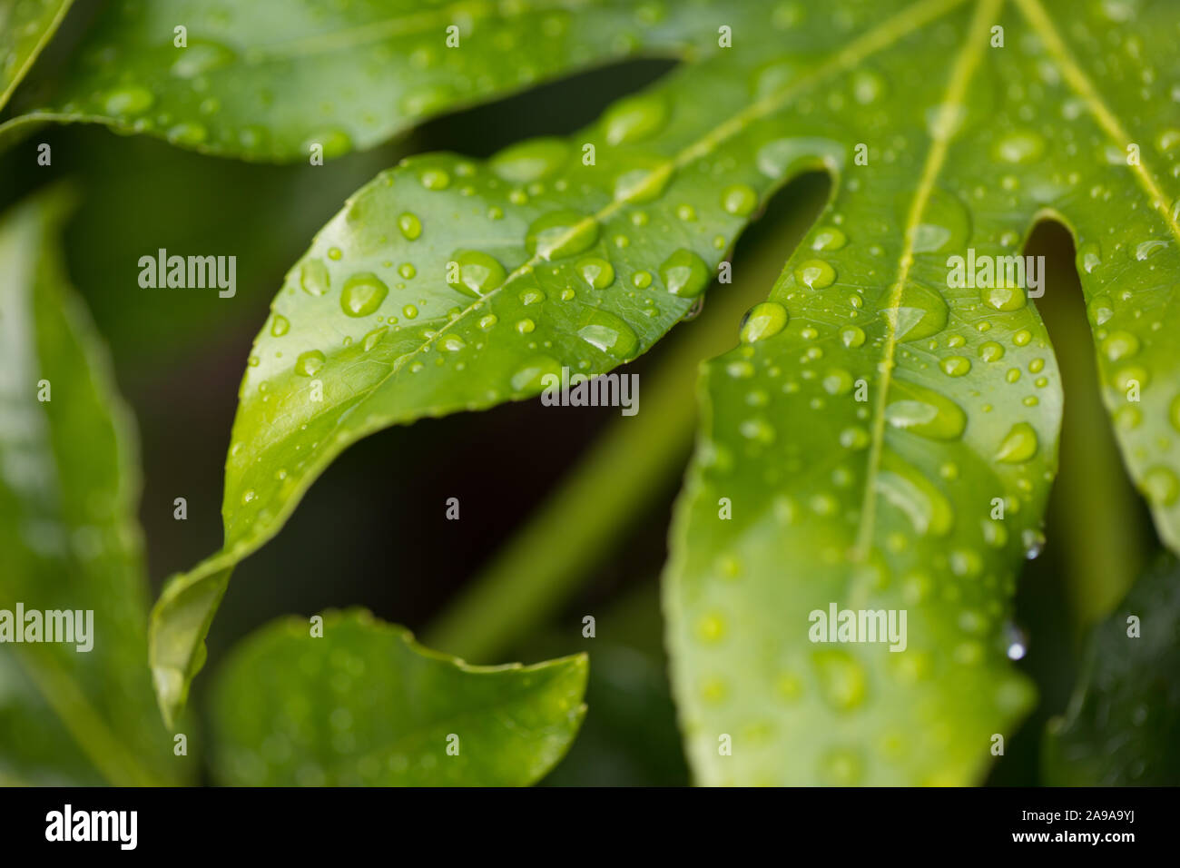 Close-up di carta giapponese impianto, Fatsia japonica, lascia in Rain Foto Stock