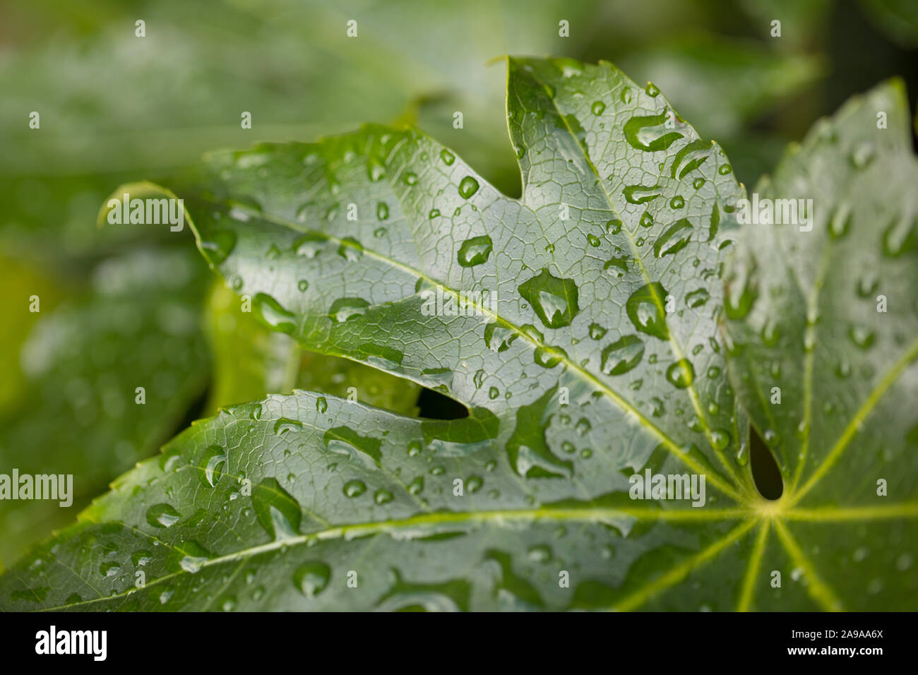 Close-up di carta giapponese impianto, Fatsia japonica, lascia in Rain Foto Stock