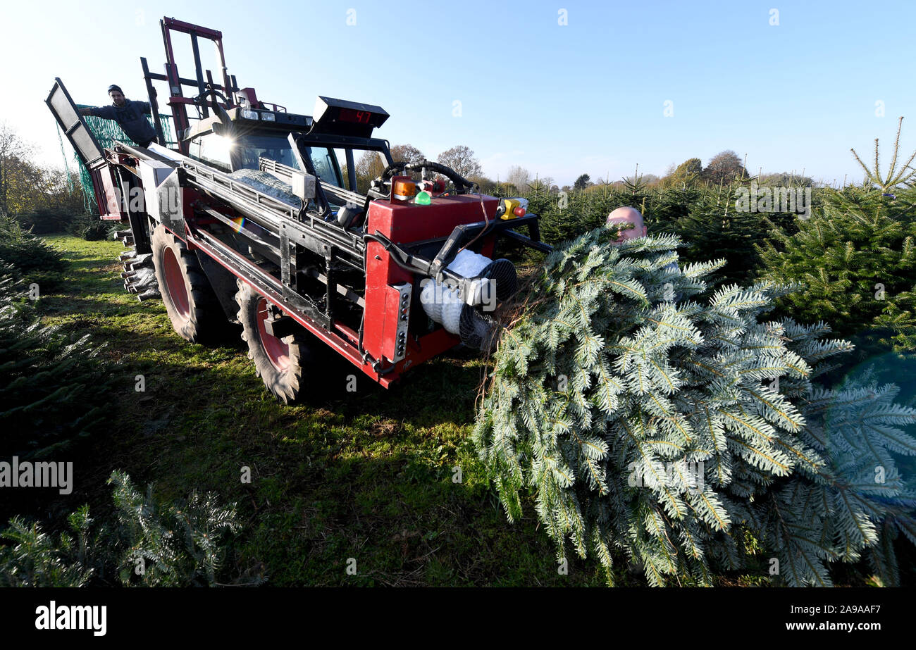 Osdorf, Germania. Xiv Nov, 2019. Alberi di Natale sono imballati e preparato per la spedizione su una macchina a Augustenhof station wagon. La camera dell' agricoltura ha iniziato l'albero di Natale di stagione in Schleswig-Holstein qui e ha dato l'avvio di un "Centro di competenza di alberi di Natale". I produttori sono consigliati da specialisti nella protezione delle piante e produzione. Credito: Carsten Rehder/dpa/Alamy Live News Foto Stock