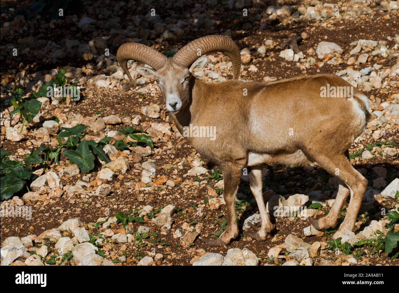 Muflone maschio (Ovis orientalis orientalis) una specie di pecora selvatica Foto Stock
