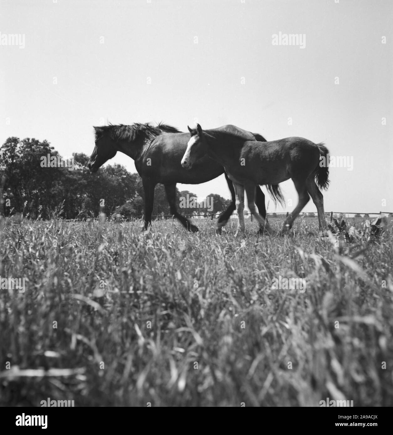 Estate in campagna, Germania 1930s. Foto Stock