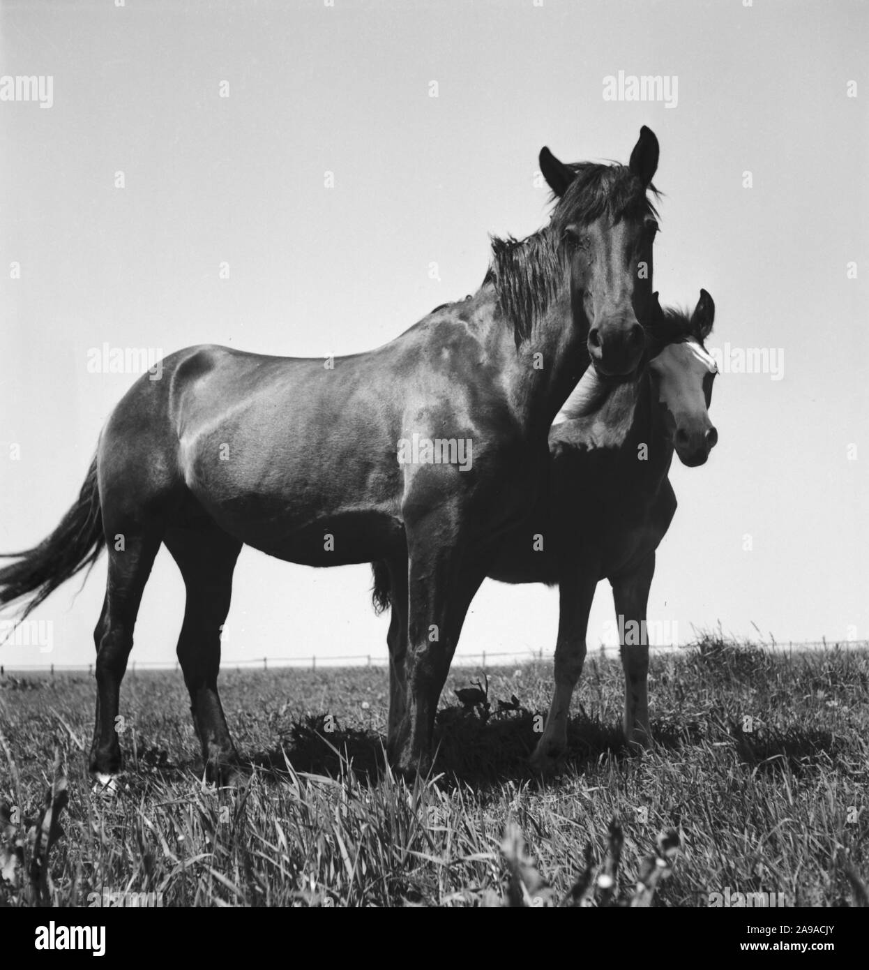 Estate in campagna, Germania 1930s. Foto Stock