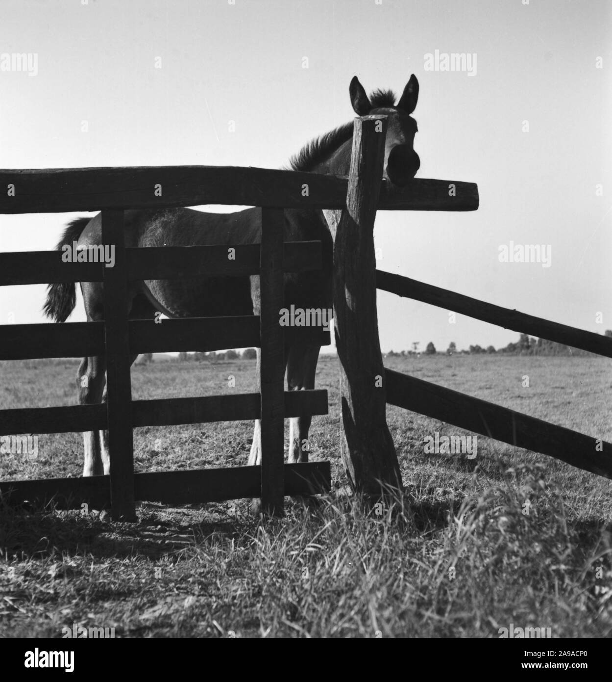 Estate in campagna, Germania 1930s. Foto Stock