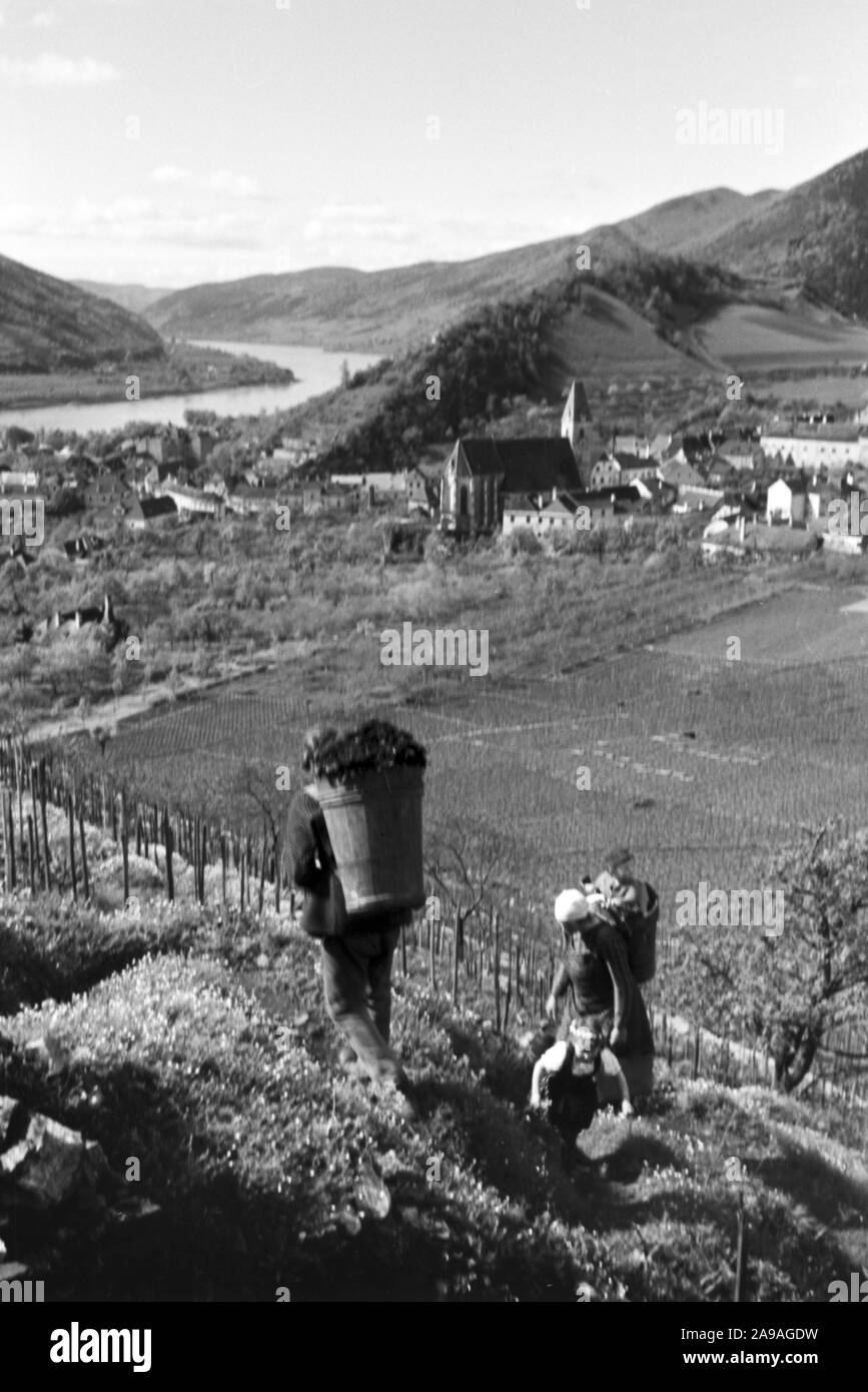 La vitivinicoltura in primavera la valle di Wachau in Austria, Germania 1930s. Foto Stock