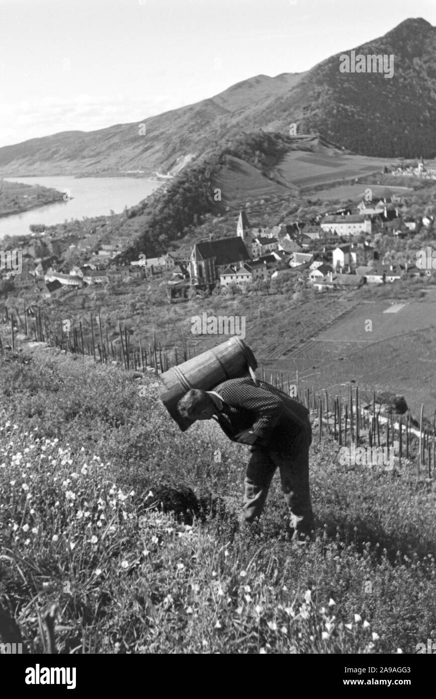 La vitivinicoltura in primavera la valle di Wachau in Austria, Germania 1930s. Foto Stock