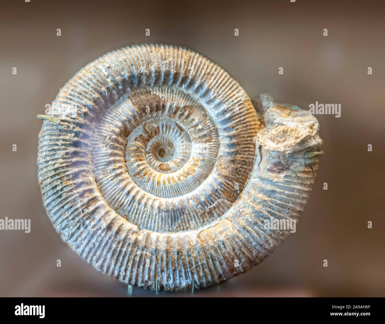 Stephanoceas freycincti (Ammonit fossili). Ammoniti sono estinti gli invertebrati marini. Sono apparsi per la prima volta alla fine Silurian ai primi Devoniano perio Foto Stock