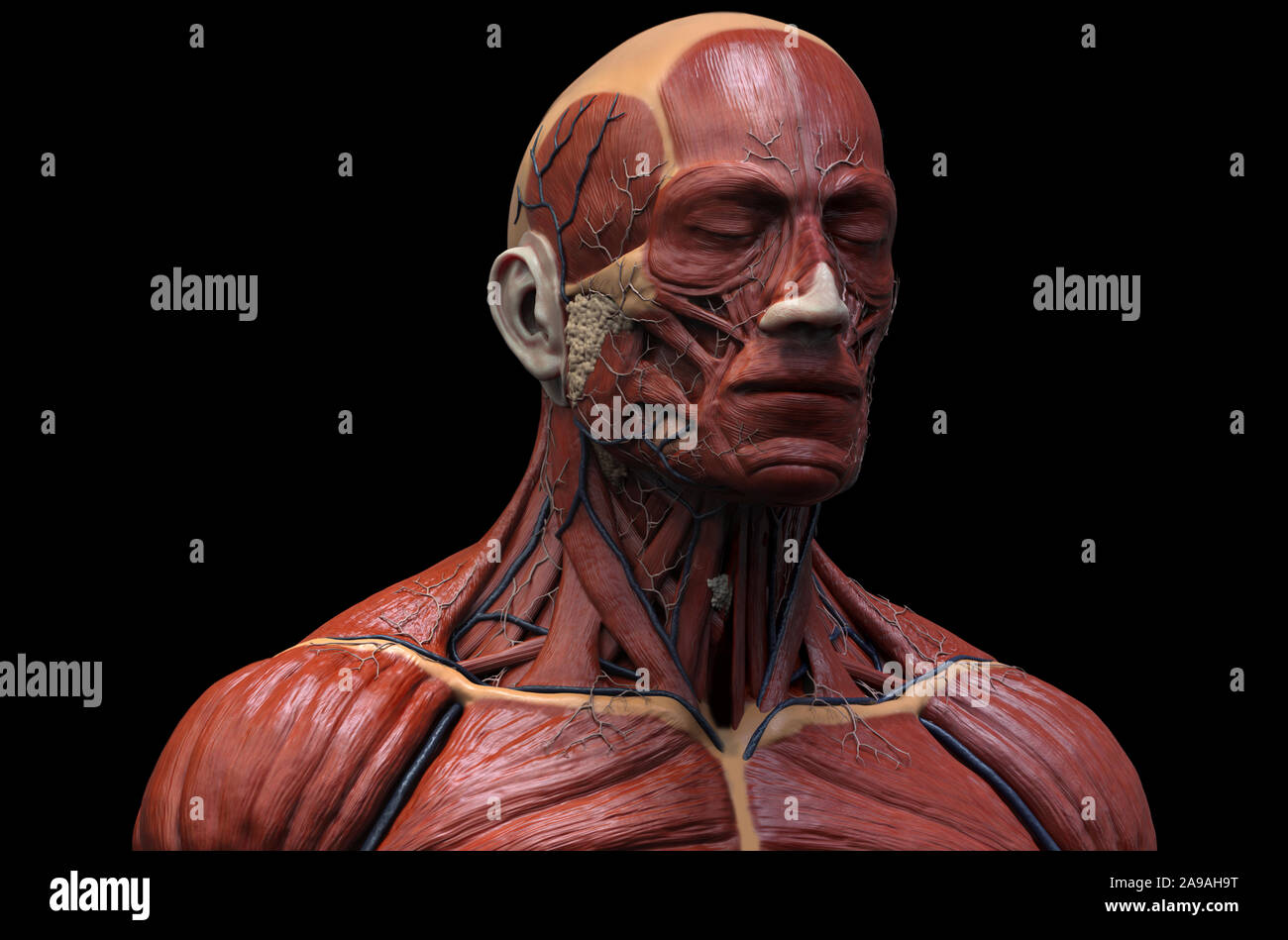 Corpo Umano anatomia - anatomia muscolare del viso collo e al torace , medico di riferimento di immagine di anatomia umana in 3D rendering realistico sfondo Foto Stock