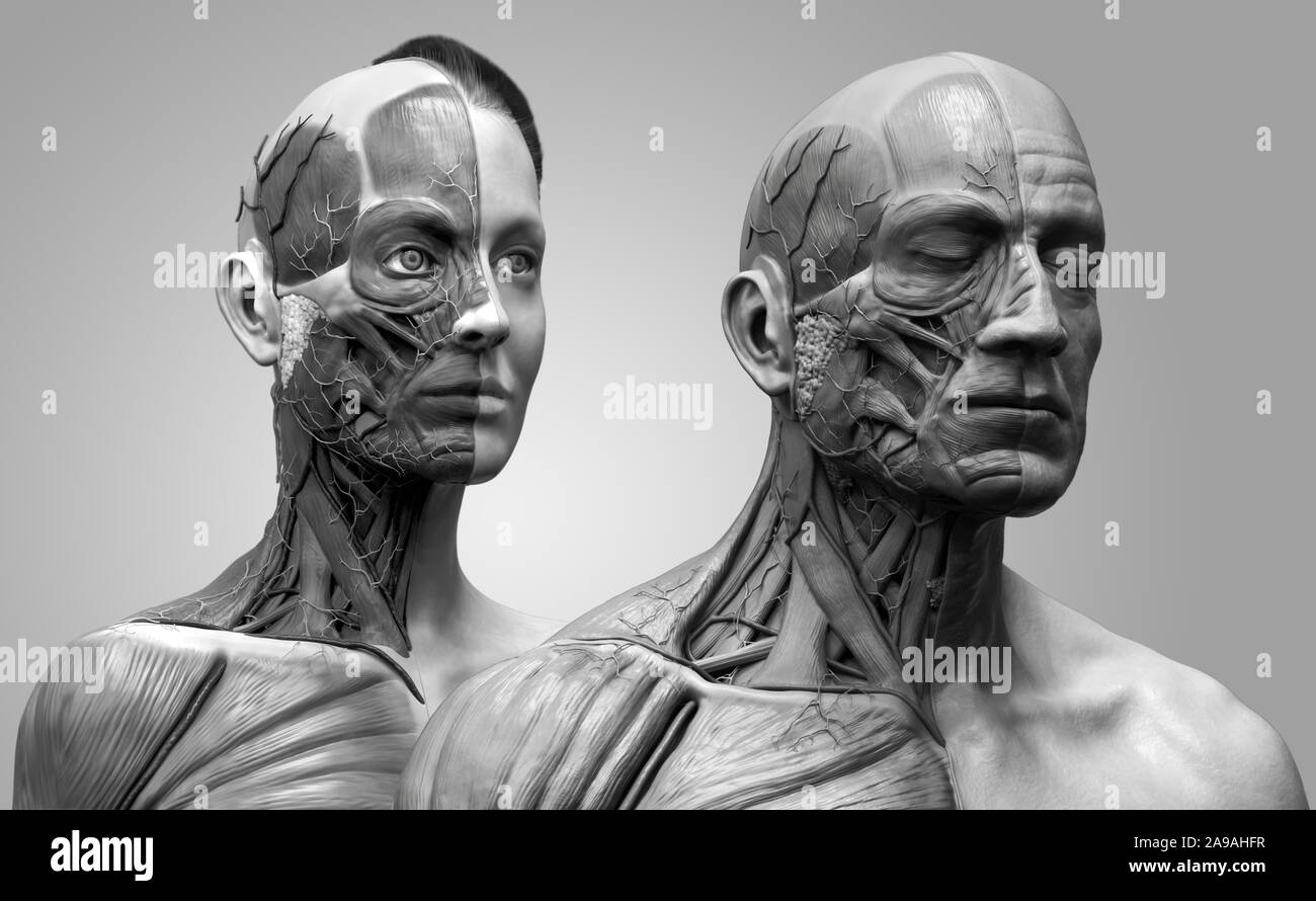 Corpo Umano anatomia del maschio e femmina di sfondo , muscolo struttura anatomica del viso collo petto e la spalla ,realistiche in 3D rendering wallpaper Foto Stock
