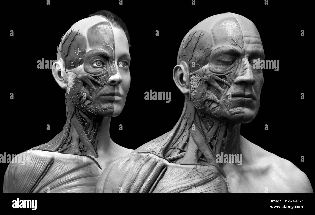 Corpo Umano anatomia del maschio e femmina di sfondo , muscolo struttura anatomica del viso collo petto e la spalla ,realistiche in 3D rendering wallpaper Foto Stock