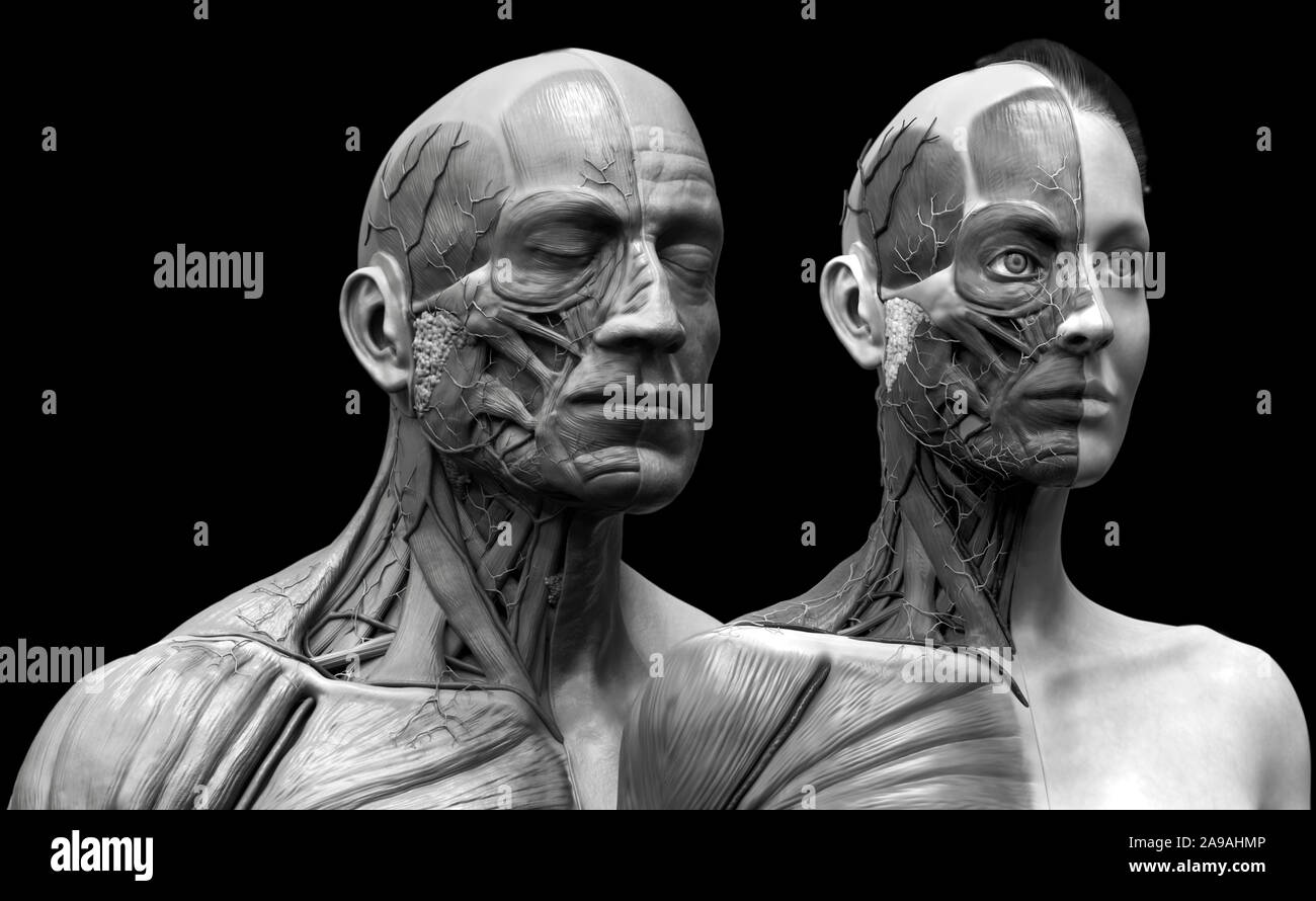 Corpo Umano anatomia del maschio e femmina di sfondo , muscolo struttura anatomica del viso collo petto e la spalla ,realistiche in 3D rendering wallpaper Foto Stock