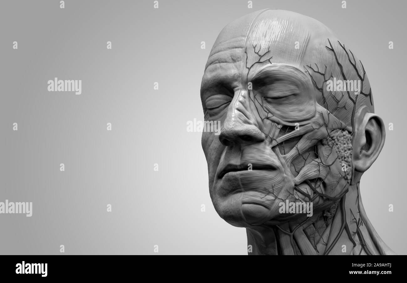 Corpo Umano anatomia della testa- anatomia muscolare della testa di un uomo -3d render Foto Stock