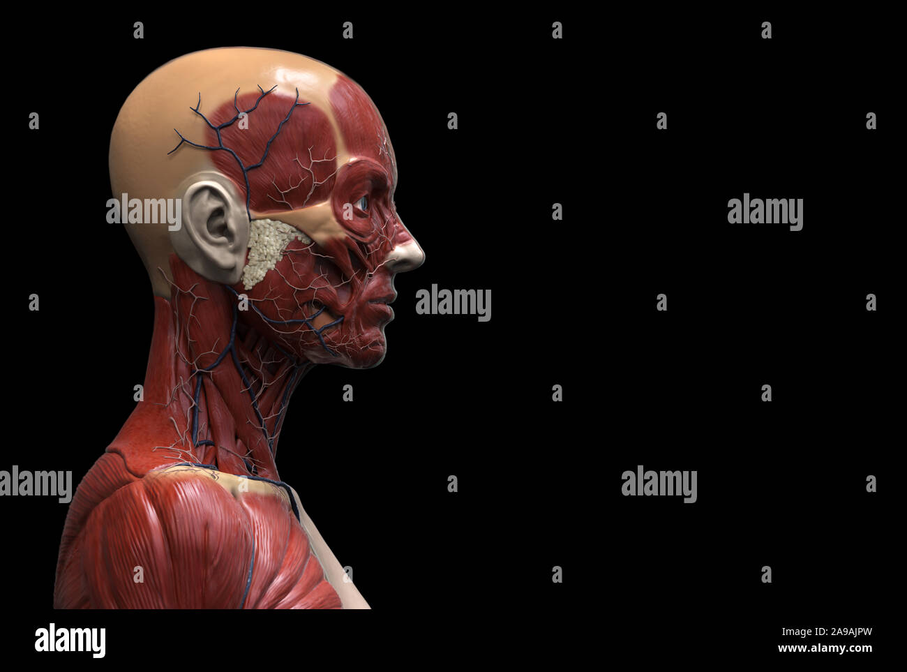 Corpo Umano anatomia di una donna struttura dei muscoli di una femmina, vista frontale vista laterale e la vista prospettica, 3D render Foto Stock